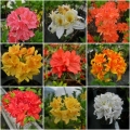 Azalea mollis