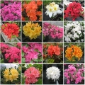 Azalea 