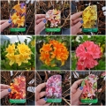 Azalea mollis