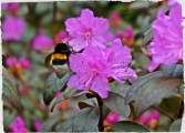 Rhododendron P.J.M. Ellite