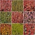 Berberis thunbergii