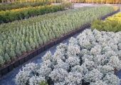 Chamaecyparis pisifera Curly Tops