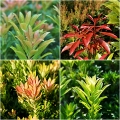 Pieris japonica