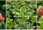 Euonymus fortunei Canadale Gold