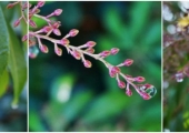 Pieris japonica