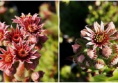 Sempervivum