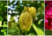 Magnolia Yellow Bird