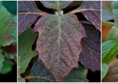 Physocarpus opulifolius Dart's Gold