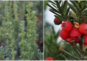Taxus x media Hillii