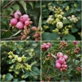 Symphoricarpos