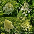 Hydrangea paniculata