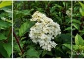 Hydrangea paniculata