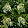 Hydrangea paniculata
