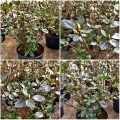 Azalea japonica