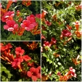 Campsis radicans Flamenco