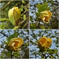 Magnolia Yellow Bird