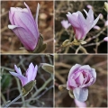 Magnolia stellata Rosea