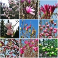 Magnolia