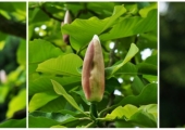 Magnolia tripetala