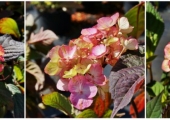 Hydrangea serrata Preziosa