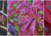Parthenocissus quinquefolia Star Showers