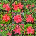 Azalea japonica Nordlicht