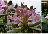 Rhododendron Sapporo