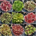 Sempervivum