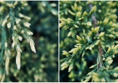 Juniperus squamata Dream Joy