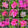 Azalea japonica