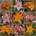 Azalea mollis