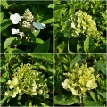 Hydrangea paniculata