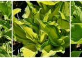 Hosta
