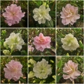 Azalea japonica