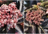 Sambucus nigra Black Tower