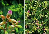 Picea abies 'Acrocona'