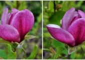 Magnolia