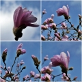 Magnolia stellata Rosea