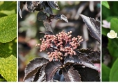Sambucus nigra 'Black Tower'