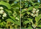Vaccinium corymbosum