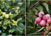 Symphoricarpos