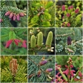 Collage
