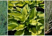 Hosta