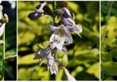 Hosta