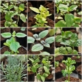 Herbs
