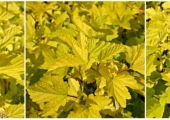 Physocarpus opulifolius Dart's Gold