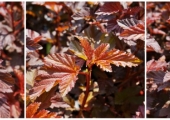Physocarpus opulifolius Lady in Red