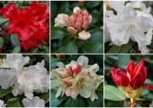 Rhododendron