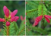 Picea abies Rydal