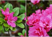Azalea japonica Rokoko
